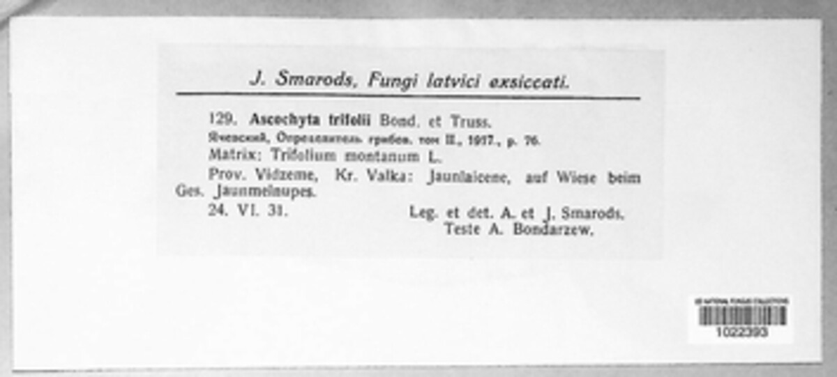 Ascochyta trifolii image